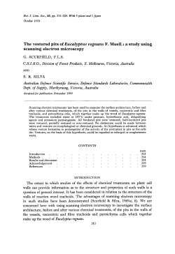 The vestured pits of Eucalyptus regnans F. Muell.: a study using