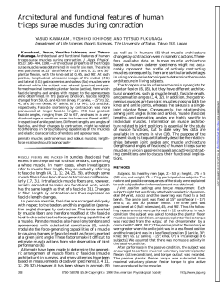Architectural and functional features of human triceps surae muscles