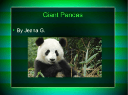 Giant Pandas