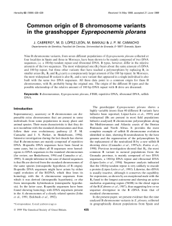 Common origin of B chromosome variants in the grasshopper