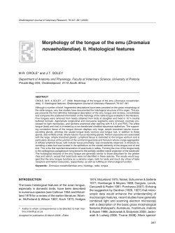 Morphology of the tongue of the emu (Dromaius novaehollandiae). II
