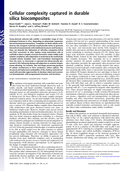 Cellular complexity captured in durable silica biocomposites