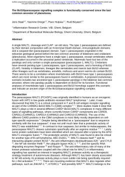 The Bcl10/paracaspase signalling complex is functionally