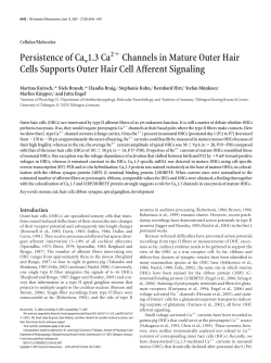 Persistence of Cav 1.3 Ca Channels in Mature Outer Hair Cells