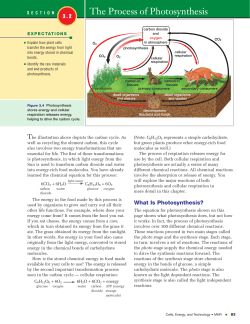 The Process of Photosynthesis