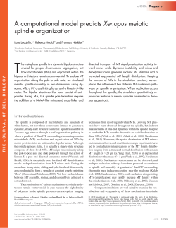 A computational model predicts Xenopus meiotic spindle organization