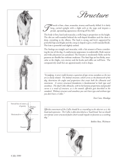 Structure - Collie Club of America