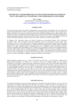 the biology and distribution of pseudagrion rubriceps