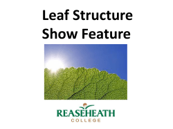 Tatton Leaf Structure Show Feature annotation