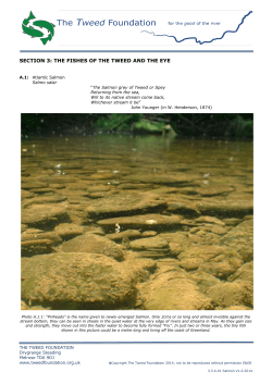 Salmon - The Tweed Foundation