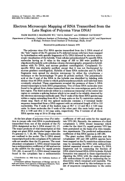 Electron Microscopic Mapping of RNA Transcribed from the Late