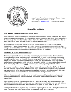 Rough Play and Cats - Jasper County Animal Rescue League