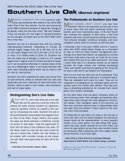 The Professionals on Southern Live Oak Distinguishing One`s Live