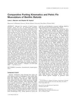 Comparative punting kinematics and pelvic fin