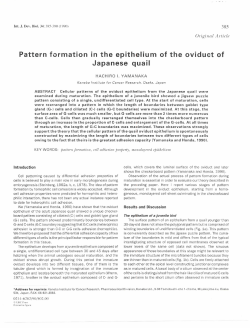 Pattern formation in the epithelium of the oviduct of Japanese quail