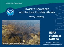 Invasive Seaweeds and the Last Frontier, Alaska