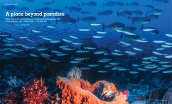 A place beyond paradise - Amira Liveaboard Indonesia