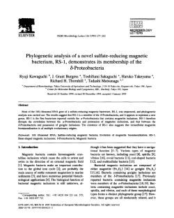 Phylogenetic analysis of a novel sulfate