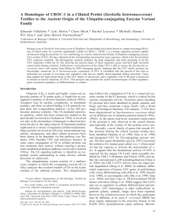 A Homologue of CROC-1 in a Ciliated Protist (Sterkiella