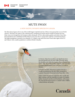 Mute Swan