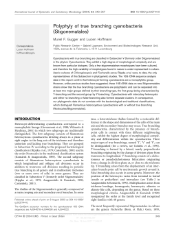 Polyphyly of true branching cyanobacteria (Stigonematales)