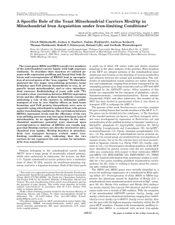 A Specific Role of the Yeast Mitochondrial Carriers Mrs3/4p in