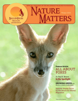 all about foxes - BallenIsles Wildlife Foundation