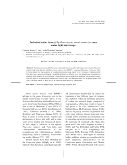 Inclusion bodies induced by Bean rugose mosaic comovirus seen