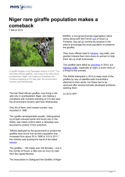 Niger rare giraffe population makes a comeback