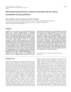 Microtubule-entrained kinase activities associated with the cortical