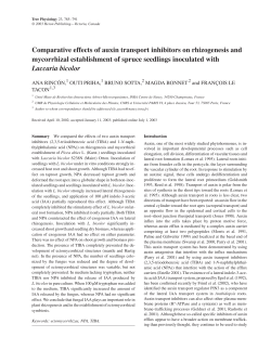 Comparative effects of auxin transport inhibitors on rhizogenesis