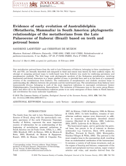 Evidence of early evolution of Australidelphia (Metatheria