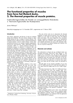 The functional properties of muscles from force fed Mulard ducks. 2