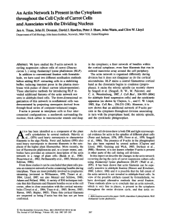 An Actin Network Is Present in the Cytoplasm