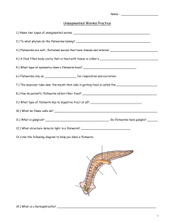 Unsegmented Worms Practice