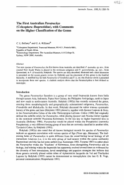 The First Australian Paratrachys (Coleoptera : Buprestidae), with