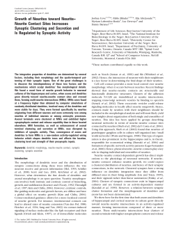 Growth of Neurites toward Neurite