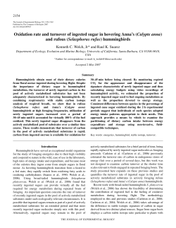 Oxidation rate and turnover of ingested sugar in hovering Anna`s