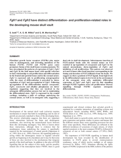 Fgfr1 and Fgfr2 functions in skull development