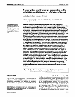 Transcription and transcript processing in the