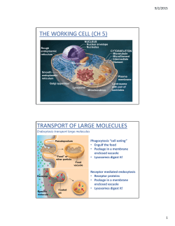 THE WORKING CELL (CH 5) TRANSPORT OF LARGE MOLECULES