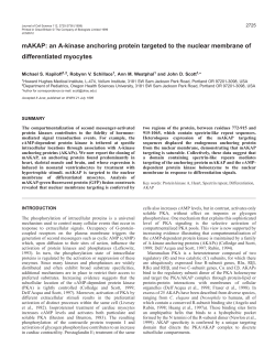 A nuclear membrane AKAP in myocytes