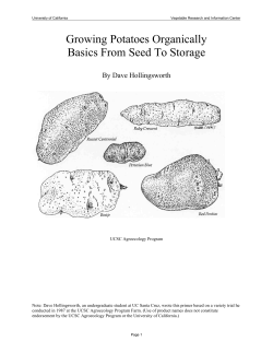 Growing Potatoes Organically