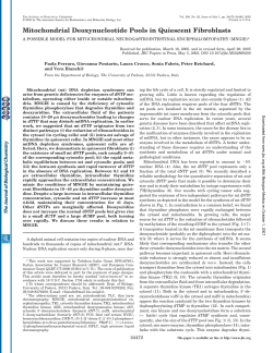 Mitochondrial Deoxynucleotide Pools in Quiescent Fibroblasts