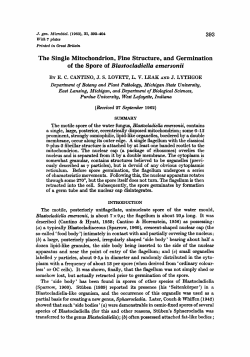 The Single Mitochondrion, Fine Structure, and