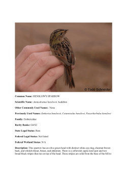 Common Name: HENSLOW`S SPARROW Scientific Name