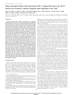 Mouse Intestinal Goblet Cells Expressing SV40
