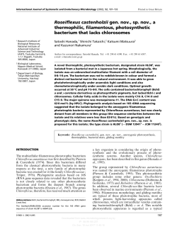 Roseiflexus castenholzii gen. nov., sp. nov., a thermophilic