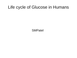 2014 SMP 04 Life of a Glucose Molecule