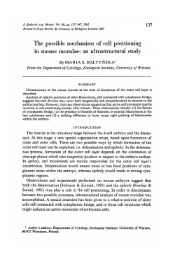 The possible mechanism of cell positioning in mouse